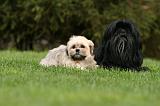 LHASSA APSO 159